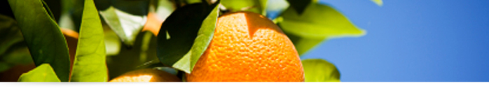 oranges